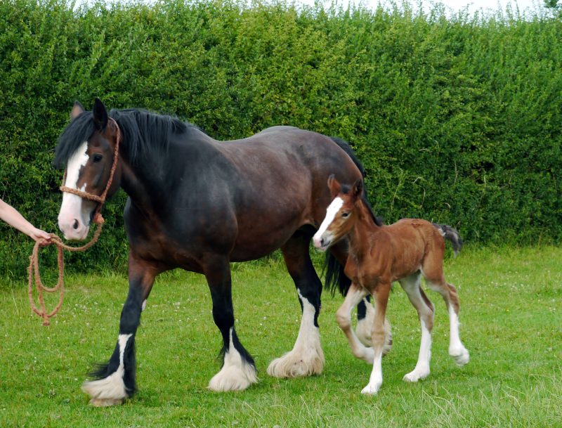 Heavy Horse Breeders